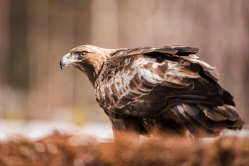 aquila reale