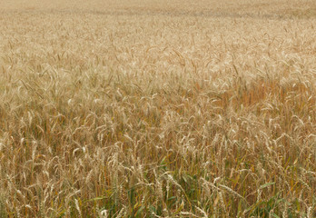 Wheat is a grass widely cultivated for its seed, a cereal grain which is a worldwide staple food. The many species of wheat together make up the genus Triticum; the most widely grown is common wheat