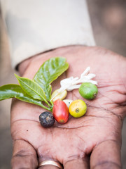 Four stages of a coffee cherry (green, yellow, red and black) along with fresh coffee bean, flower...