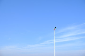 crow with blue sky