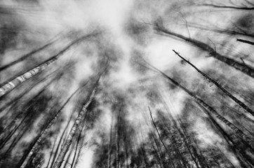 Abstract landscape with trees in the forest, France