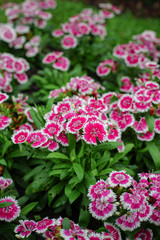 Dianthus barbatus or Sweet William Flower in the garden.