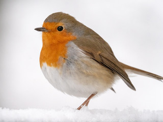 Robin Redbreast on a snowy branch