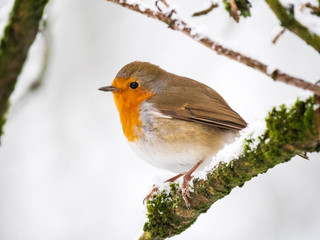 Robin Redbreast on a snowy branch