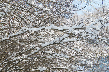 Fototapeta premium Mysterious background of the branches. Fabulous texture. Winter view. Through the branches of trees you can see a bright blue sky.