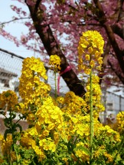 菜の花と桜