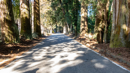 Suginami Cedar Avenue in Nikko