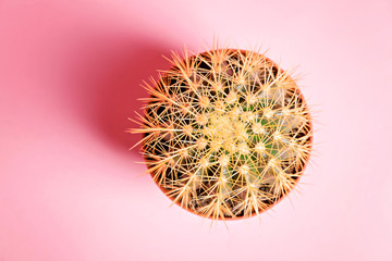 Cactus in a pot on a pink background.