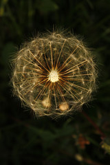 Close up of Dandelion Seed Puffs with a blurred background.