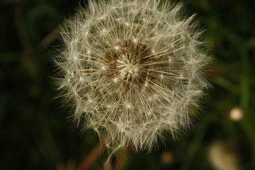 Close up of Dandelion Seed Puffs with a blurred background.
