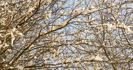 Fototapeta premium Mysterious background of the branches. Fabulous texture. Winter view. Through the branches of trees you can see a bright blue sky.
