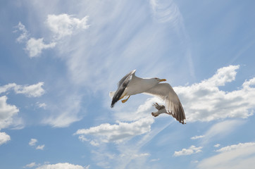 Seagull fly over Lim fjord, Croatia