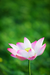 beautiful blooming lotus flower with green background