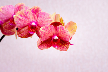 Pink orchid flowers close up. Growing and selling orchids_