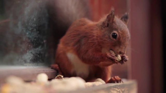 Red Squirrel eating nut on window sill