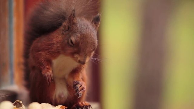 Red Squirrel eating nut on window sill