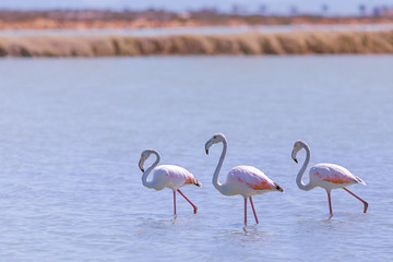 Flamingos walking in the salt lake, Spain