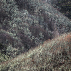 Half-mountain slopes covered with deciduous forests
