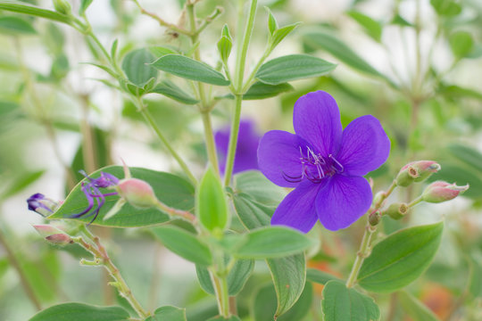 シコンノボタン Images Browse 48 Stock Photos Vectors And Video Adobe Stock