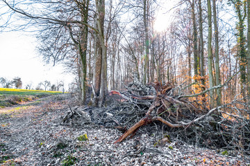 Baumschnitt am Waldrand