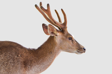 deer isolated on white background