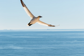 Fototapeta na wymiar Fliegender Seevogel vor blauem Himmel und Meer