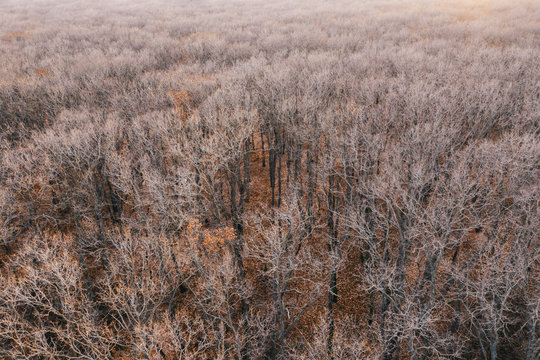 Aerial view of the texture of the deciduous forest at sunset day in the winter in the mountains. Bare crowns of trees taken from a drone. Branches of trees without leaves, snow