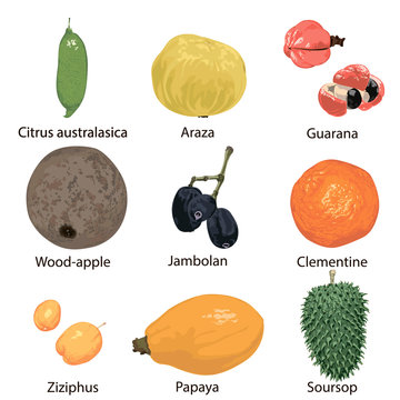 Set of different fruits on a white background.