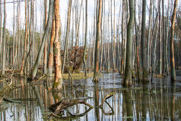 Sumpfgebiet mit toten Bäumen im Wasser