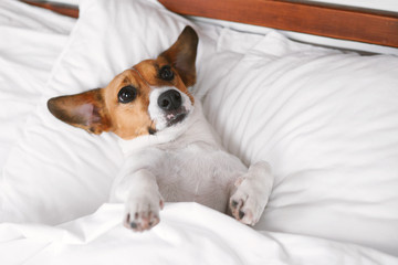 Portrait of a dog breed Jack Russell Terrier, which is lying on a bed on a white bed in a resort hotel. Mimicry dogs. Happy pet