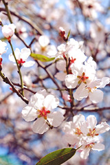 Beautiful spring time display of apple tree blossoms over clear blue sky background. Branches full of tender white flowerings, dense flower clusters. Background, close up, copy space, crop shot.