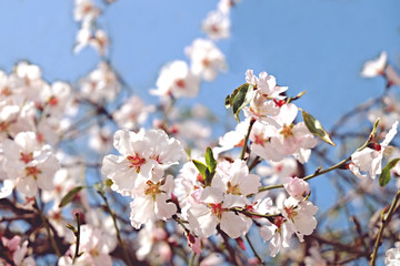 Beautiful spring time display of apple tree blossoms over clear blue sky background. Branches full of tender white flowerings, dense flower clusters. Background, close up, copy space, crop shot.