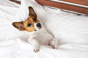 Portrait of a dog breed Jack Russell Terrier, which is lying on a bed on a white bed in a resort hotel. Mimicry dogs. Happy pet