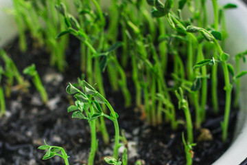 green seedling grain, the concept of green food (seedlings in the ground) petals and stems. Food background
