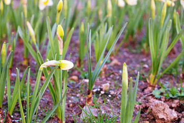Fototapeta premium Many blooming white dwarf daffodil flowers with green leaves growing in the garden. Young narcissus flower in fertile ground. Close up, copy space, background, macro shot.