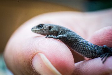 just born lizard on hand. Finger
