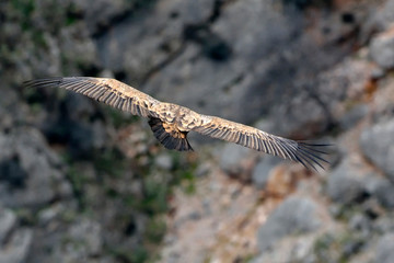 Griffon Vulture - Gyps fulvus, Crete