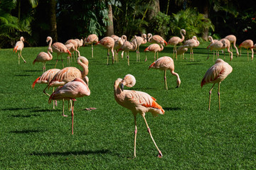 Flamingos group on green grass background.