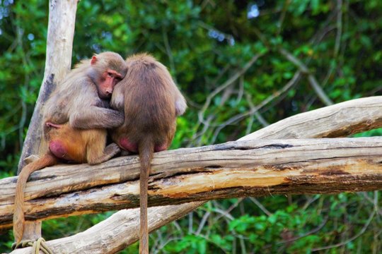 Two animals sitting on branch and cuddle in zoo in augsburh