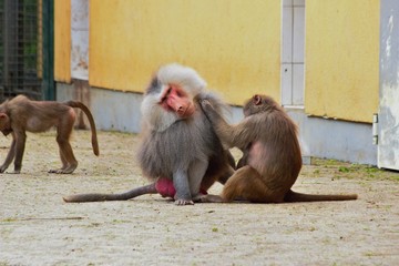 Two animals delouse in augsburg in germany