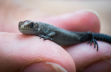 just born lizard on hand. Finger