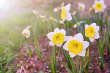 Many blooming white dwarf daffodil flowers with green leaves growing in the garden. Young narcissus flower in fertile ground. Close up, copy space, background, macro shot.