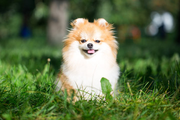 Beautiful pomeranian spitz orange color. Nice friendly dog pet on bright green grass in the park in the summer season.