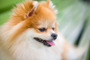 Beautiful pomeranian spitz orange color. Closeup portrait nice friendly dog pet.