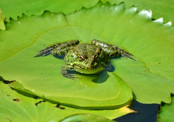 A green frog sits on a sheet of lily in a lake