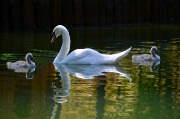 A swan with babies are swimming in the city lake