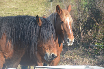 Caballos pastando en un prado verde