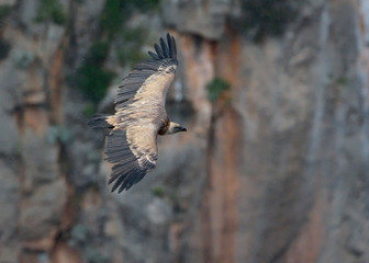 Griffon Vulture - Gyps fulvus, Crete