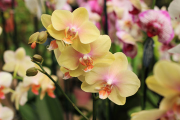 Fototapeta na wymiar A sprig of yellow-smelling orchids.