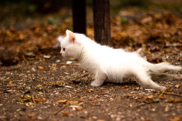 Adorable kitten lying in the fallen leaves in the garden in the fall.